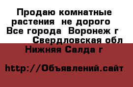 Продаю комнатные растения  не дорого - Все города, Воронеж г.  »    . Свердловская обл.,Нижняя Салда г.